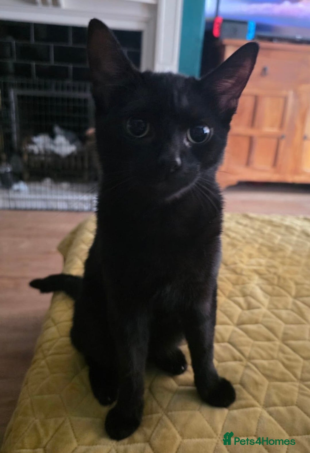 Mixed Breed cats for sale: 9 month old female cat looking for forever home! - Image 2