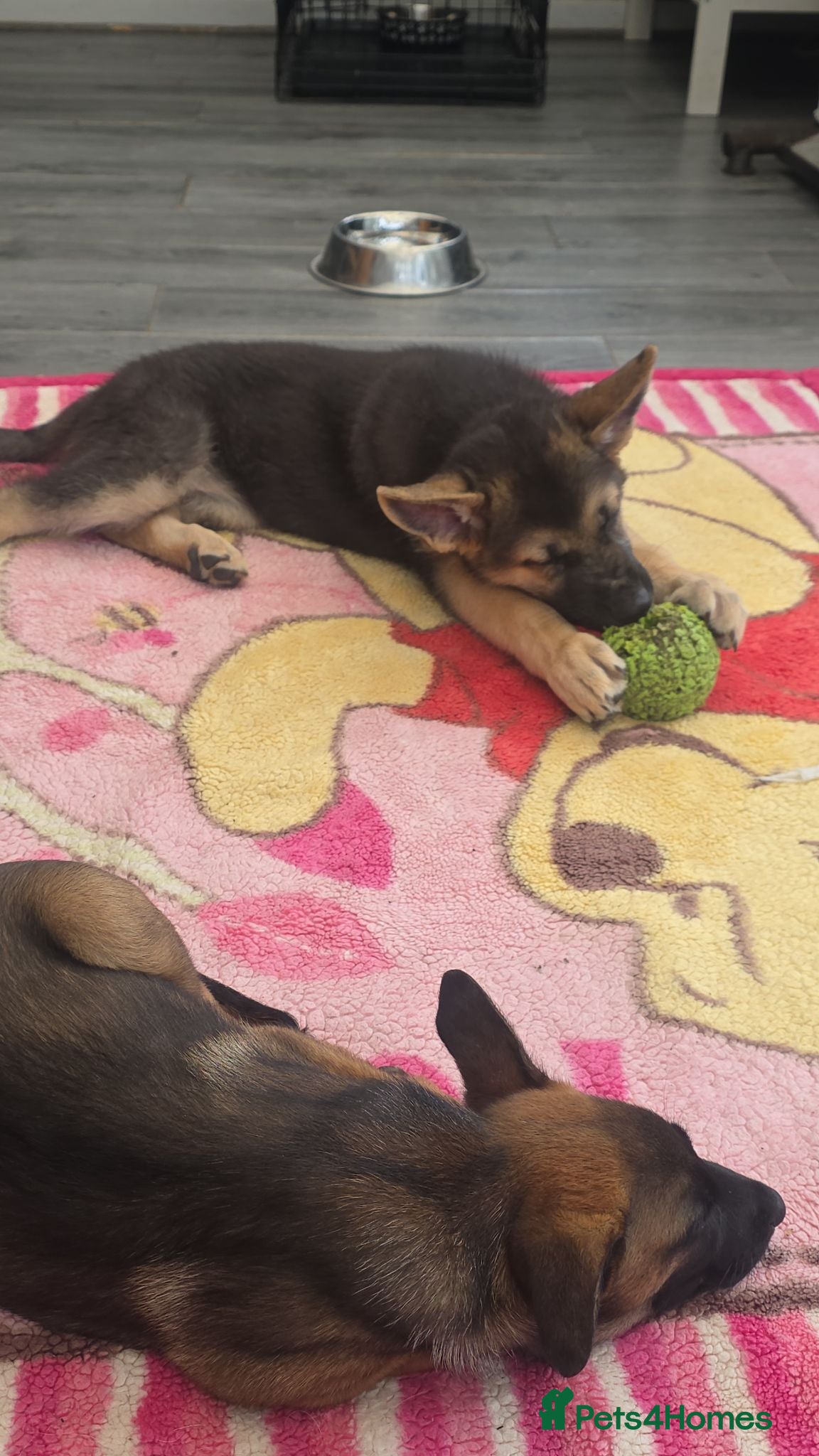 German Shepherd dogs German shepherd pups - Advert 2