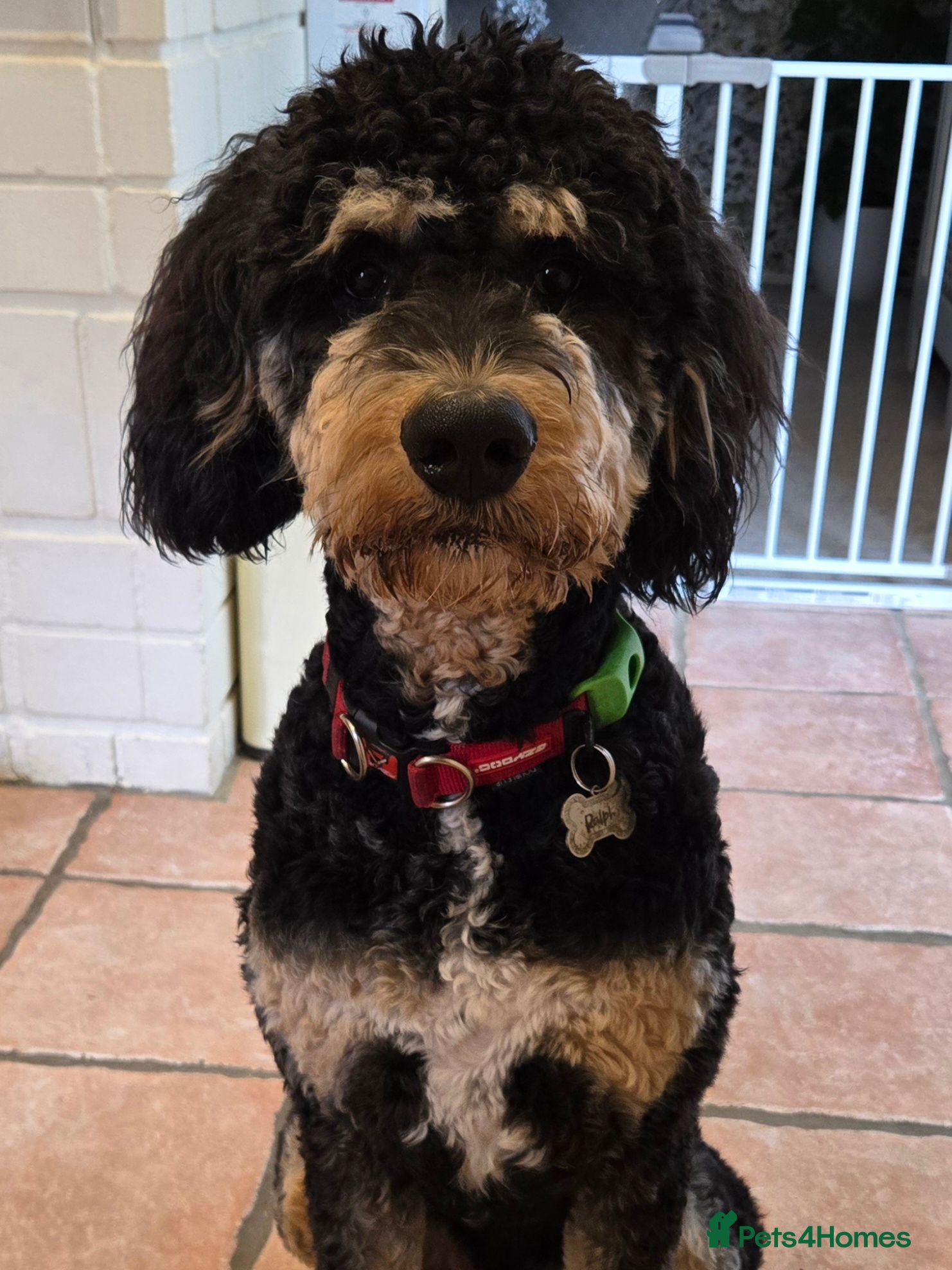 Bernedoodle dogs Bernedoodle  - Advert 11