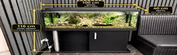 Plecos fish for sale: 160L Aquarium Full Setup with Fish & Filter in Lutterworth - Advert 2