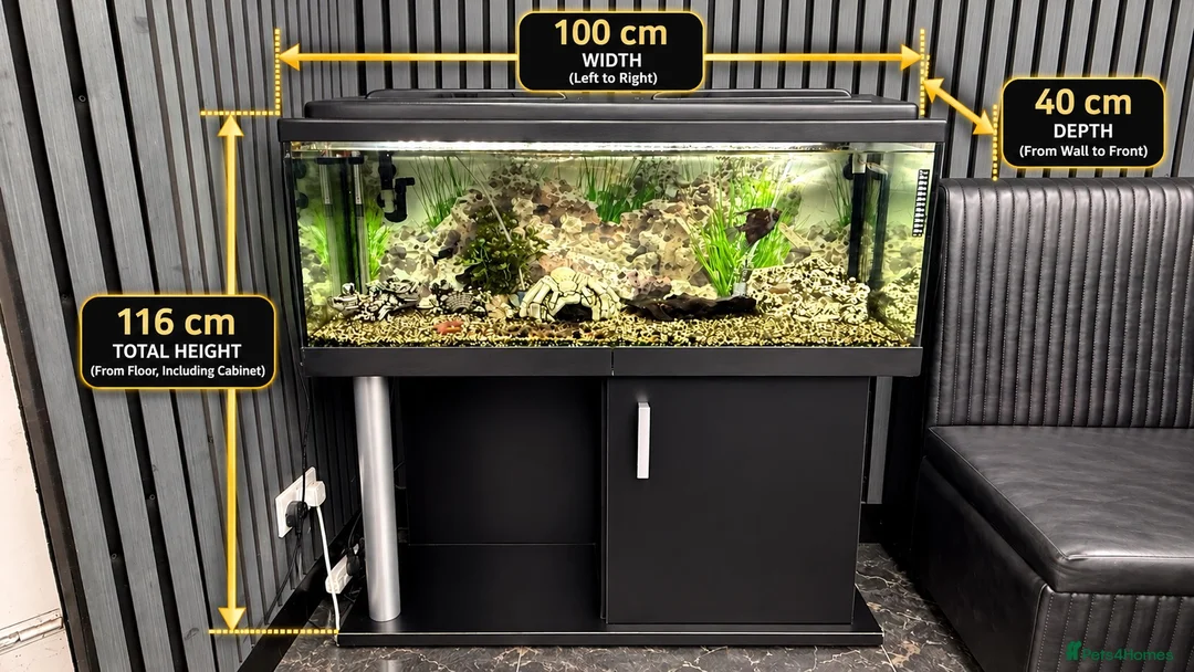 Plecos fish for sale: 160L Aquarium Full Setup with Fish & Filter in Lutterworth - Advert 2