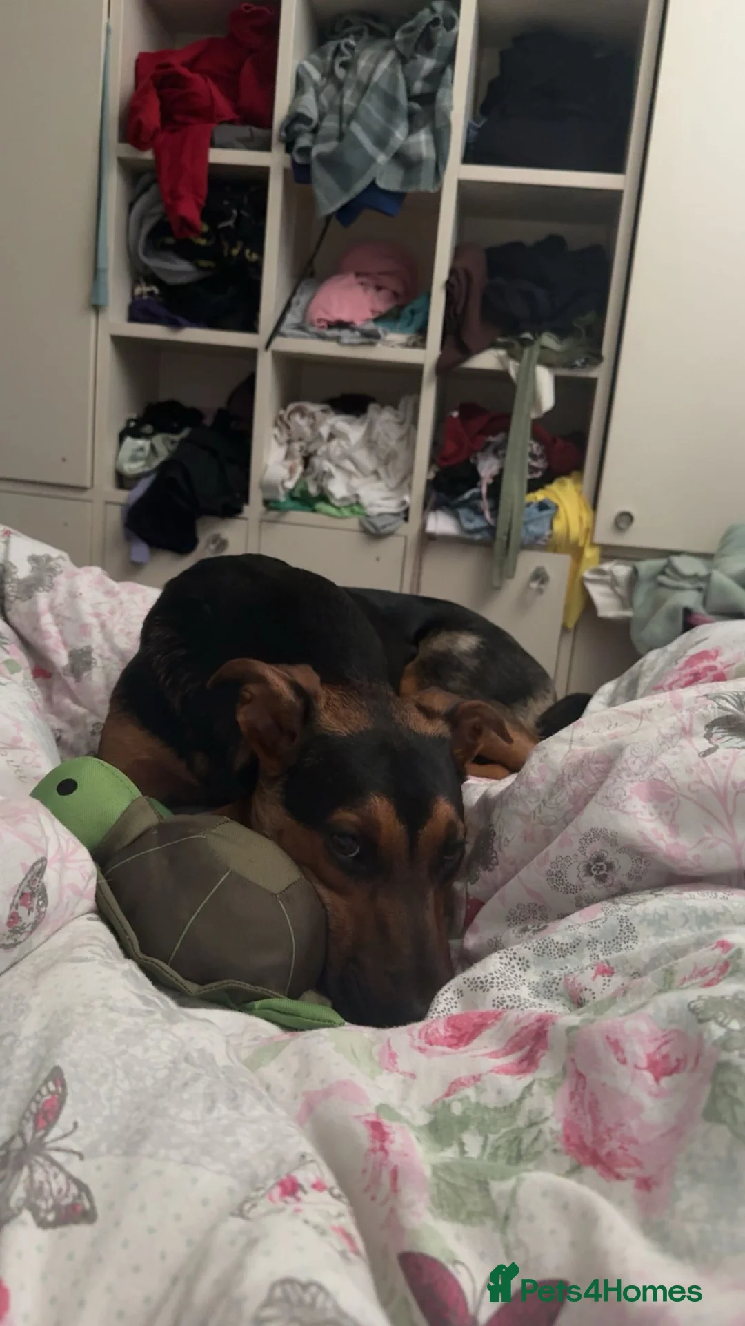 Mixed Breed dogs for sale: Huntaway x Kelpie - Advert 3