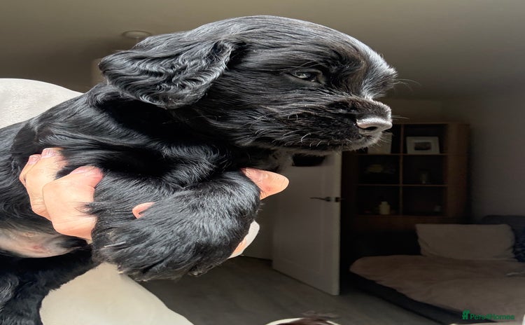 Sprocker dogs - Advert 1