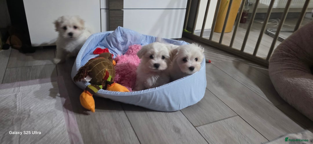 Maltese dogs for sale: Lovely Maltese Puppies - Image 21