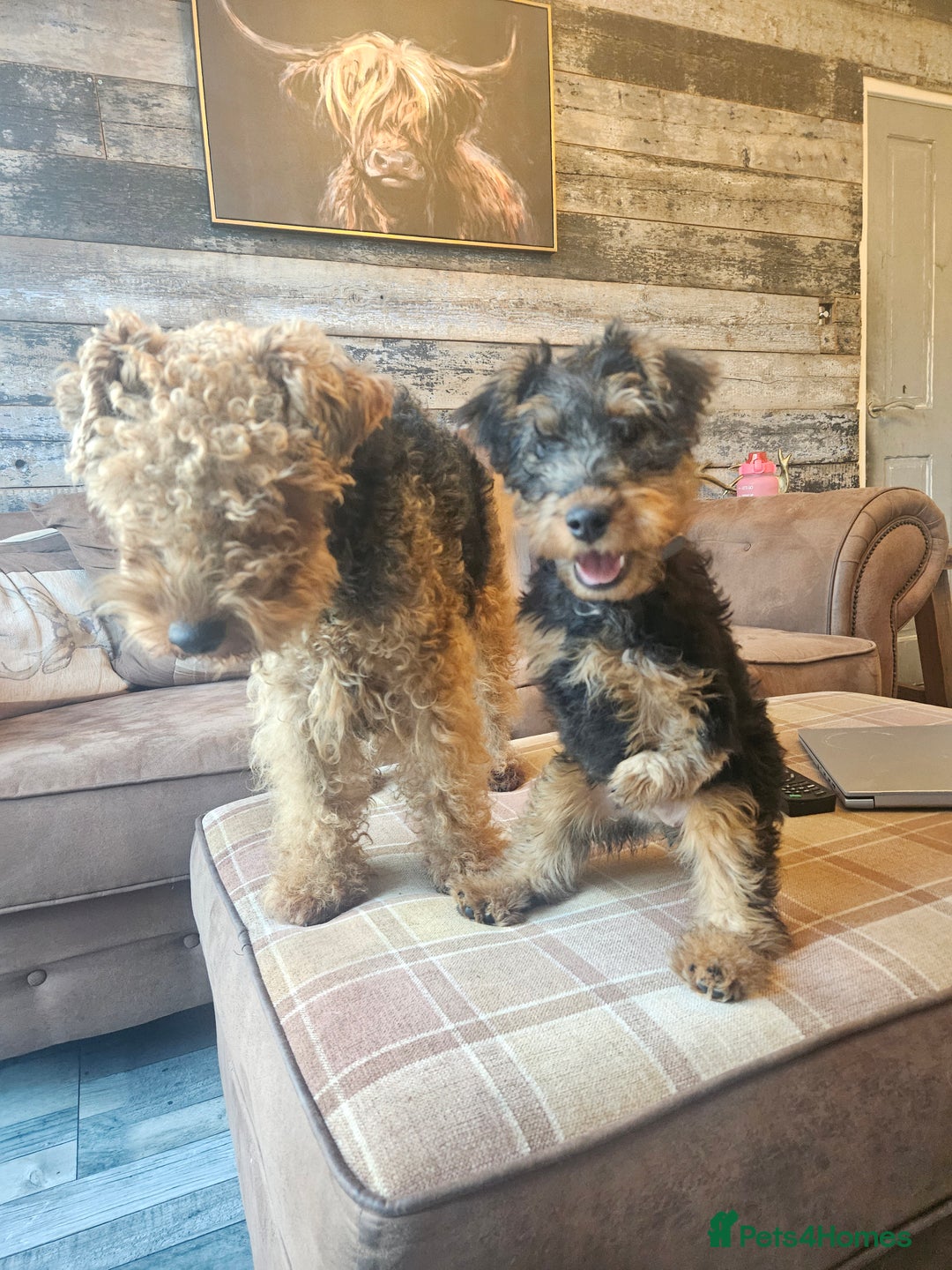 Welsh Terrier dogs for sale: Looking for the PERFECT home  - Advert 3