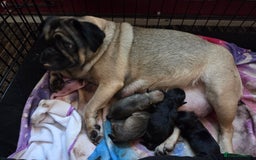 Frug dogs for sale: Frug pup - Image 5