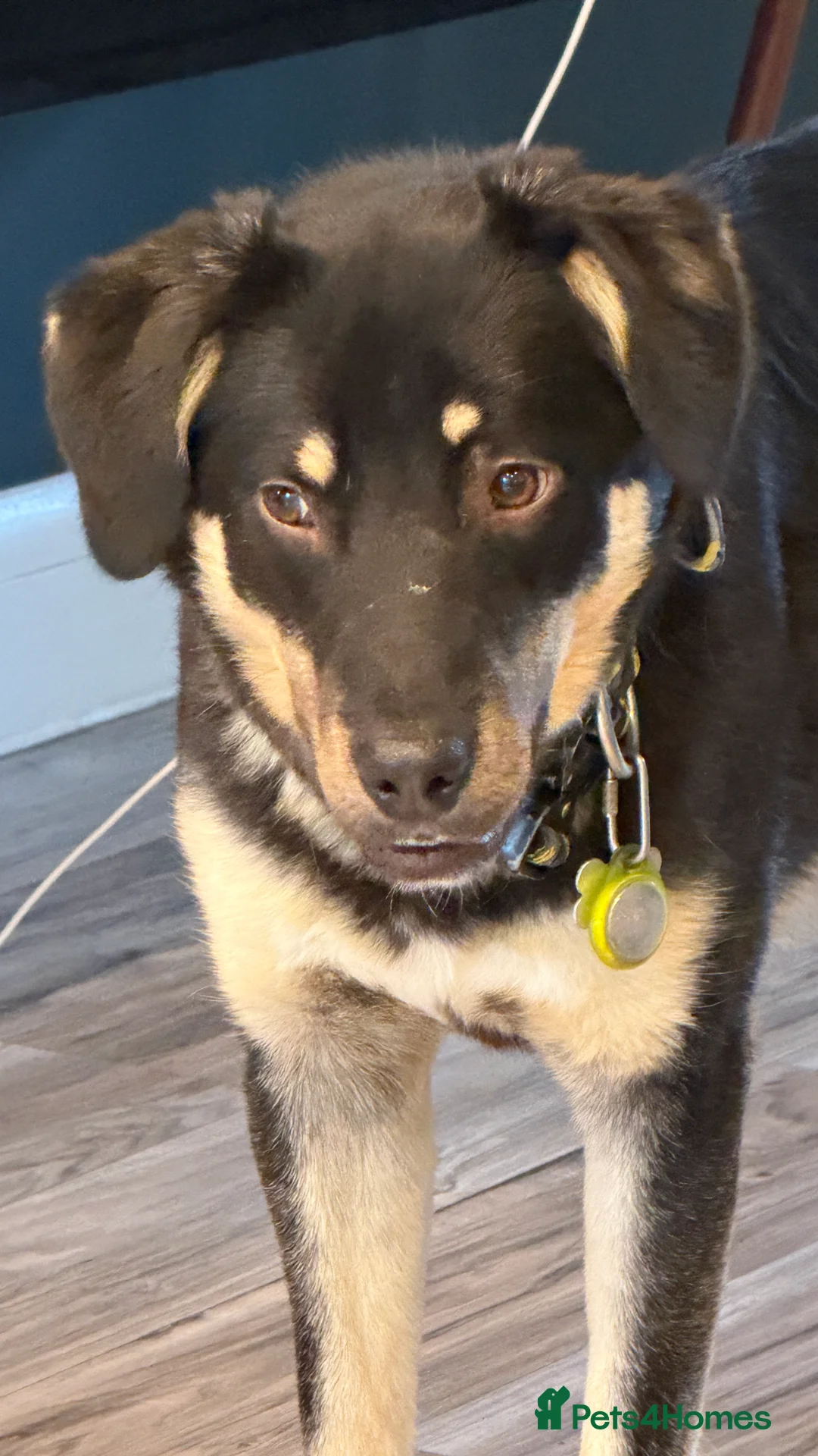 Mixed Breed dogs for adoption: Sweet Scout 💙 Gentle Boy, Loves Dogs!  - Advert 13