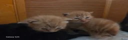 Mixed Breed cats for sale: 3 ginger kittens - Advert 3