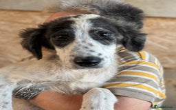 Mixed Breed dogs for adoption: ODIN, a superb young boy - for a Loving Home - Image 32