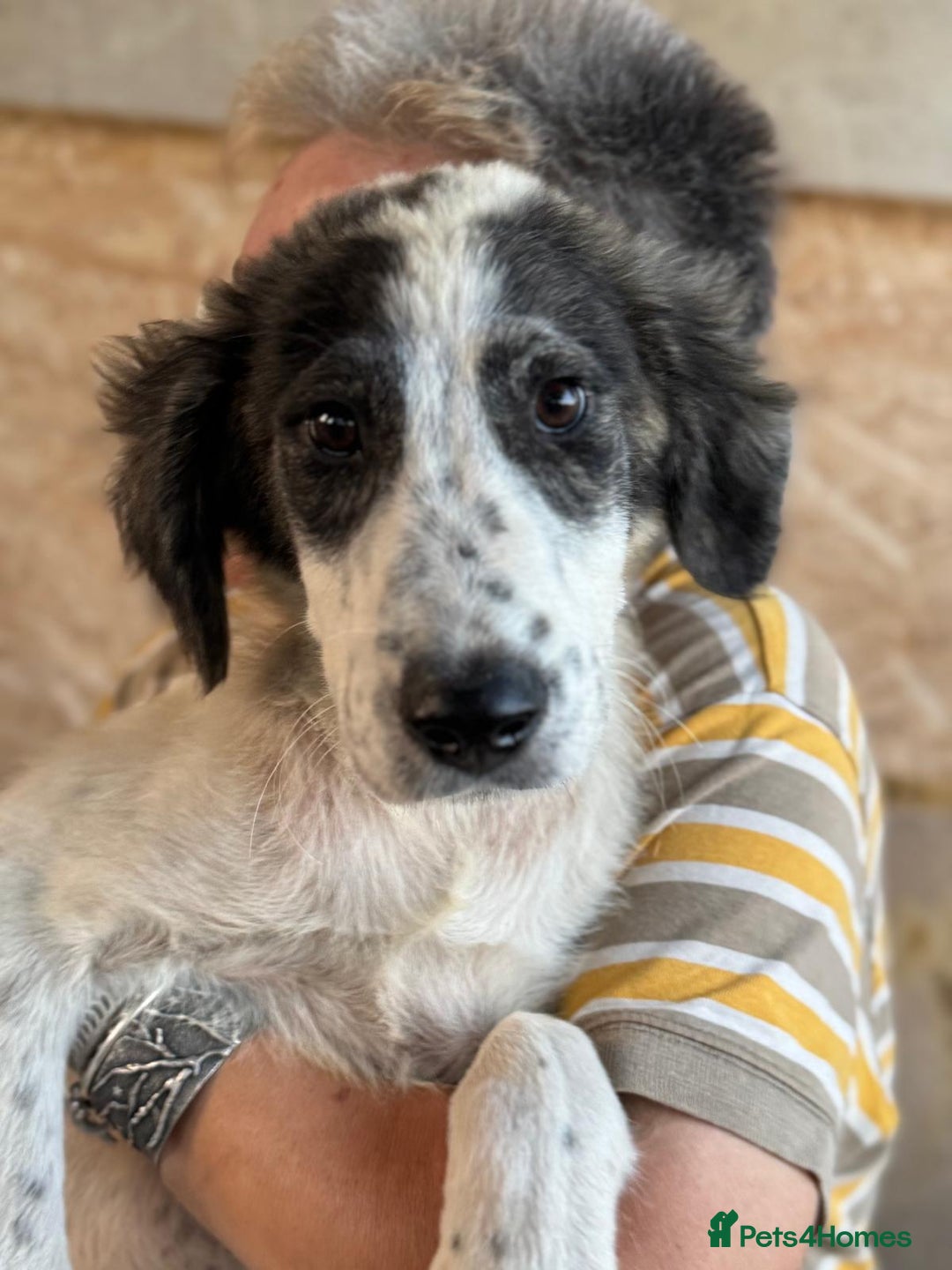 Mixed Breed dogs for adoption: ODIN, a superb young boy - for a Loving Home - Image 32