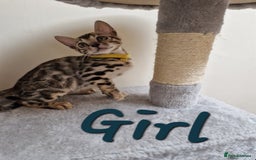 Bengal cats for sale: Pure Bred Male Bengal Kitten Available - Image 7