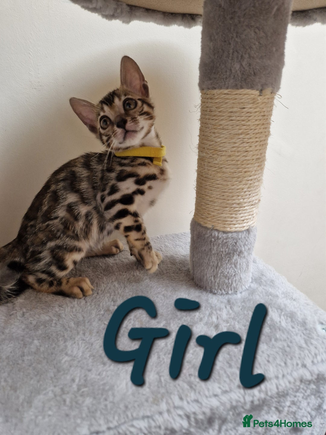 Bengal cats for sale: Pure Bred Male Bengal Kitten Available - Image 7