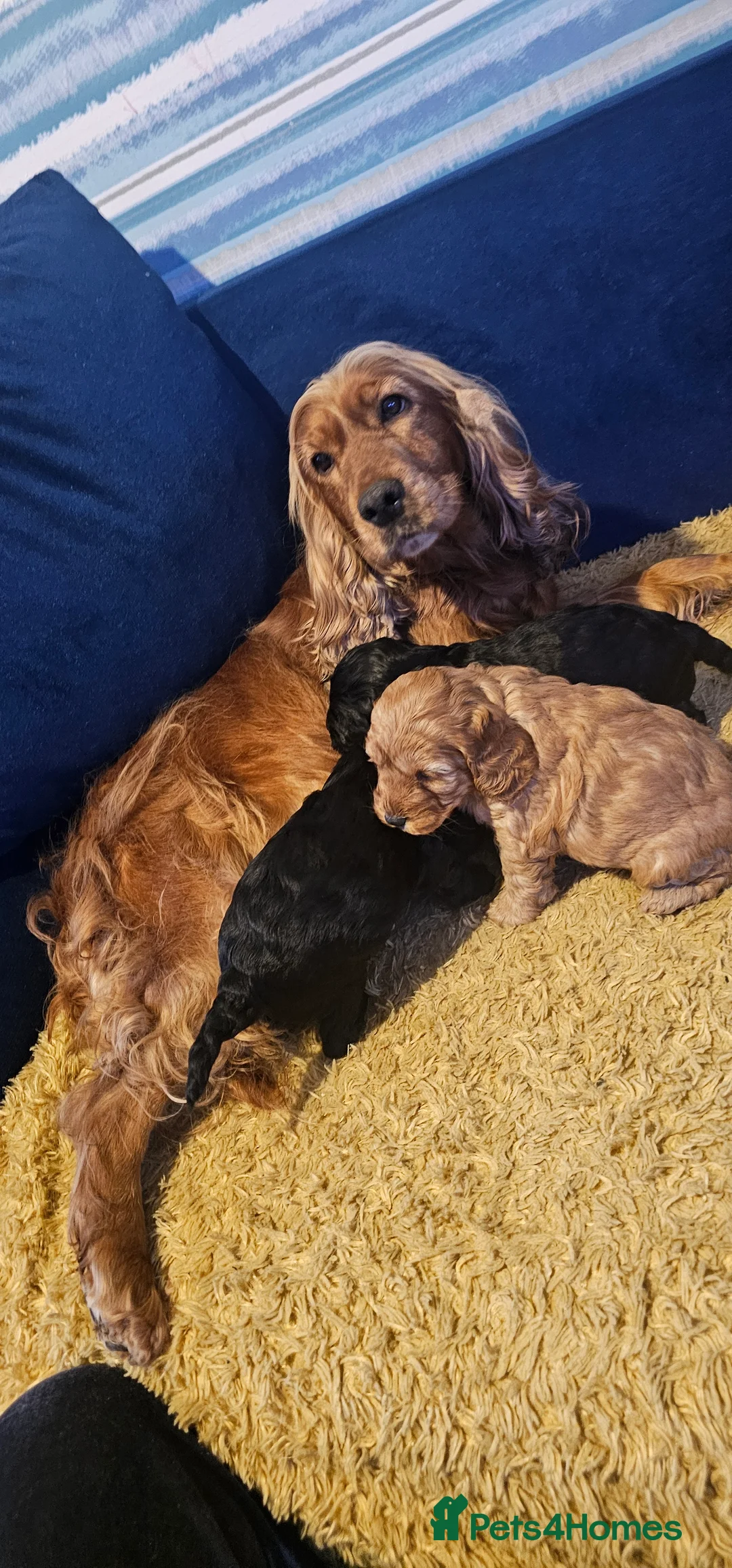 Cockapoo dogs for sale: Cockapoo puppies £650 - Advert 16
