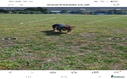 English Bulldog dogs for sale: English bulldog Male  - Image 11