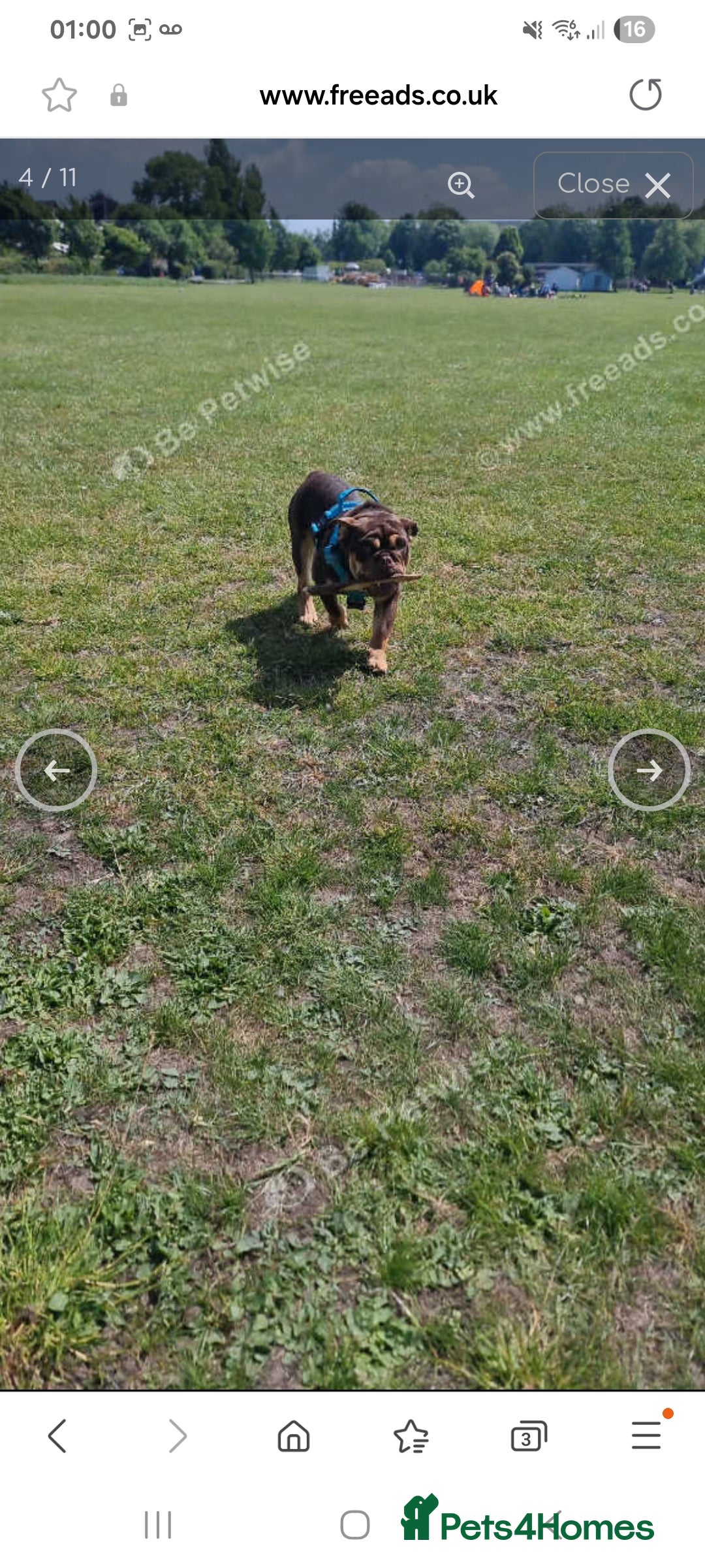 English Bulldog dogs for sale: English bulldog Male  - Image 11