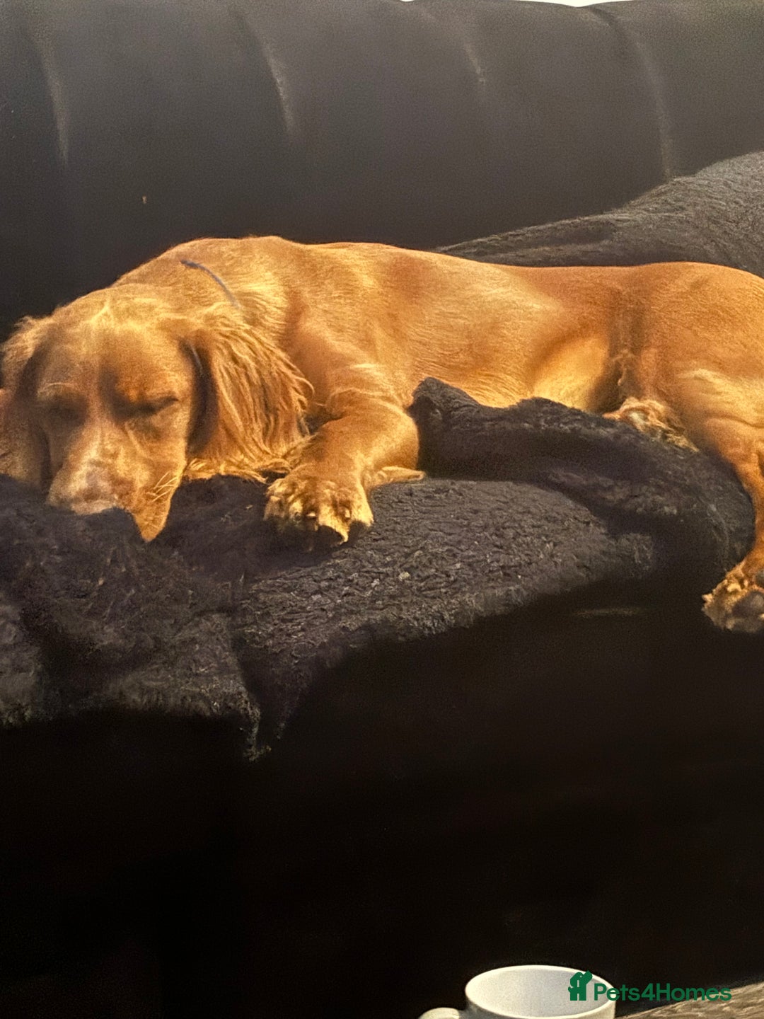 Cocker Spaniel dogs for sale: Juke cocker spaniel  - Advert 5