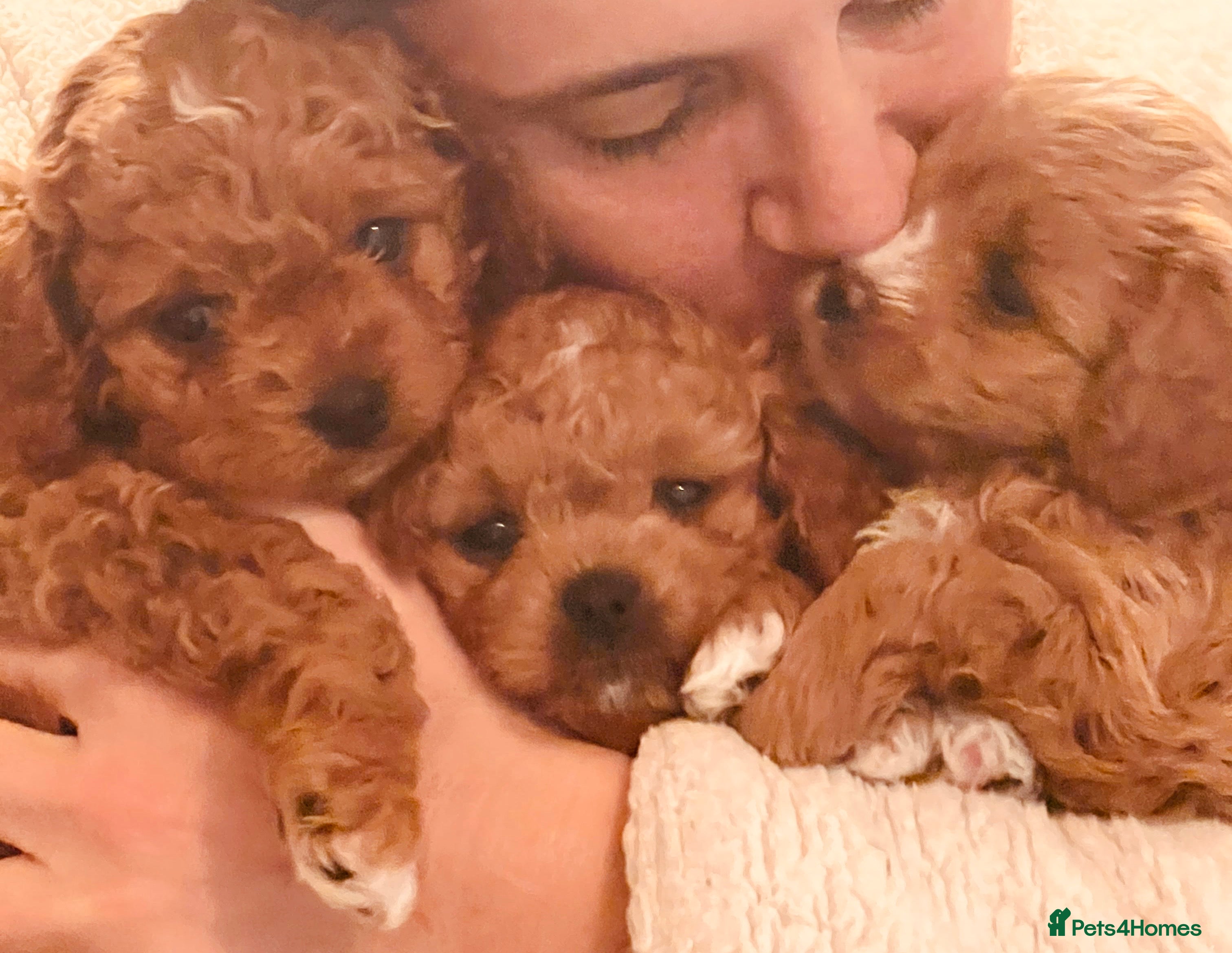 Cavapoochon dogs Premium teddy toy Cavapoochons for sale  - Advert 2