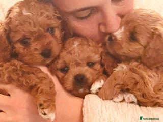 Cavapoochon dogs Premium teddy toy Cavapoochons for sale - Advert 13