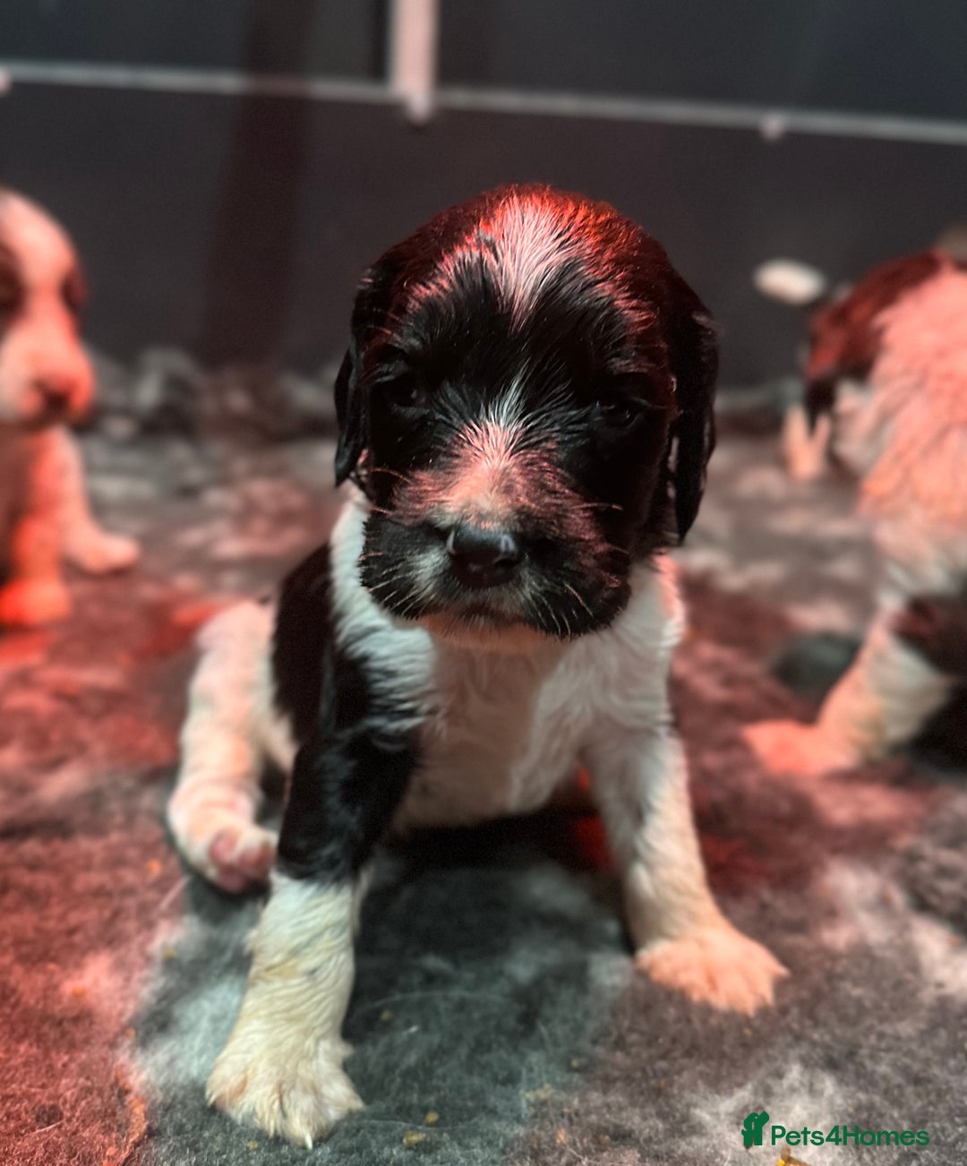 English Springer Spaniel dogs for sale: KC English Springer Spaniels  - Advert 1