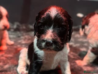 English Springer Spaniel dogs KC English Springer Spaniels - Advert 1