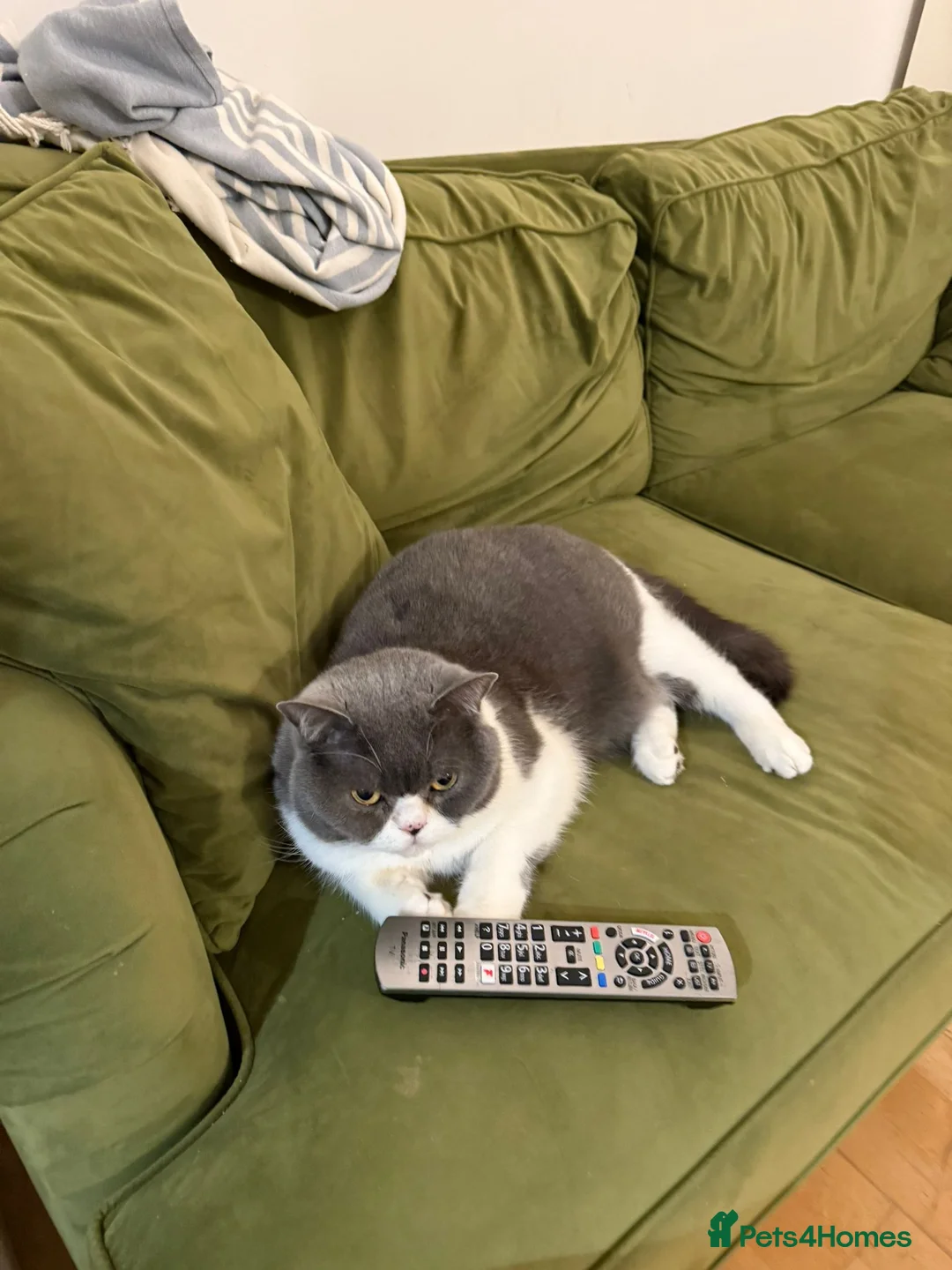 Scottish Fold cats for sale: Beloved Scottish Fold 5 years girl in Purley - Advert 1