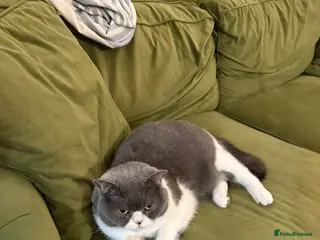 Scottish Fold cats Beloved Scottish Fold 5 years girl - Advert 5