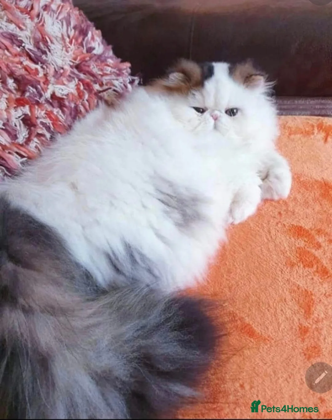 Persian cats for sale: Drop dead Gorgeous GCCF registered Boy  - Advert 6