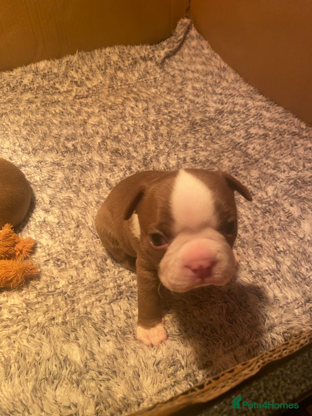 Boston Terrier dogs for sale: 🐾 Last Boston Terrier pup available 🐾 - Advert 12