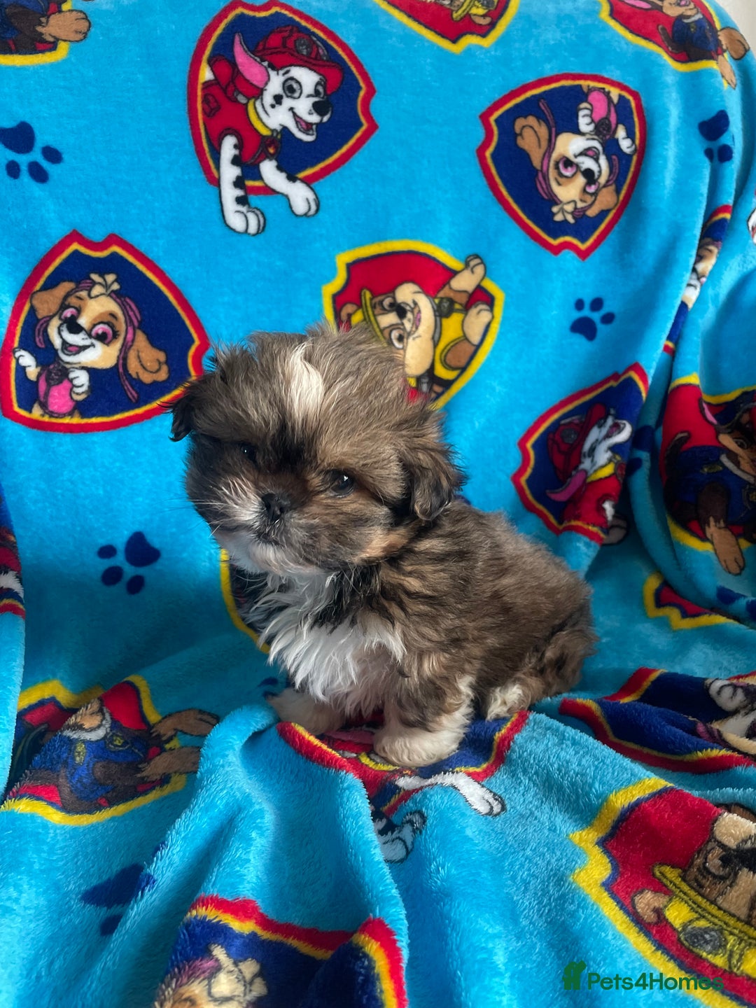 Lhasa Apso dogs for sale: 🩷💙2 lovely Lhasa apso puppies  - Advert 3