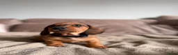 Miniature Dachshund dogs for sale: KC registered Miniature dachshunds red&shaded red - Advert 4
