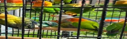 Lovebirds birds for sale: Lovebirds  - Advert 11
