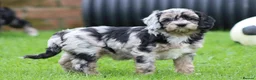 Cavapoo dogs for sale: Beautiful Cavapoo puppies for sale - Advert 6