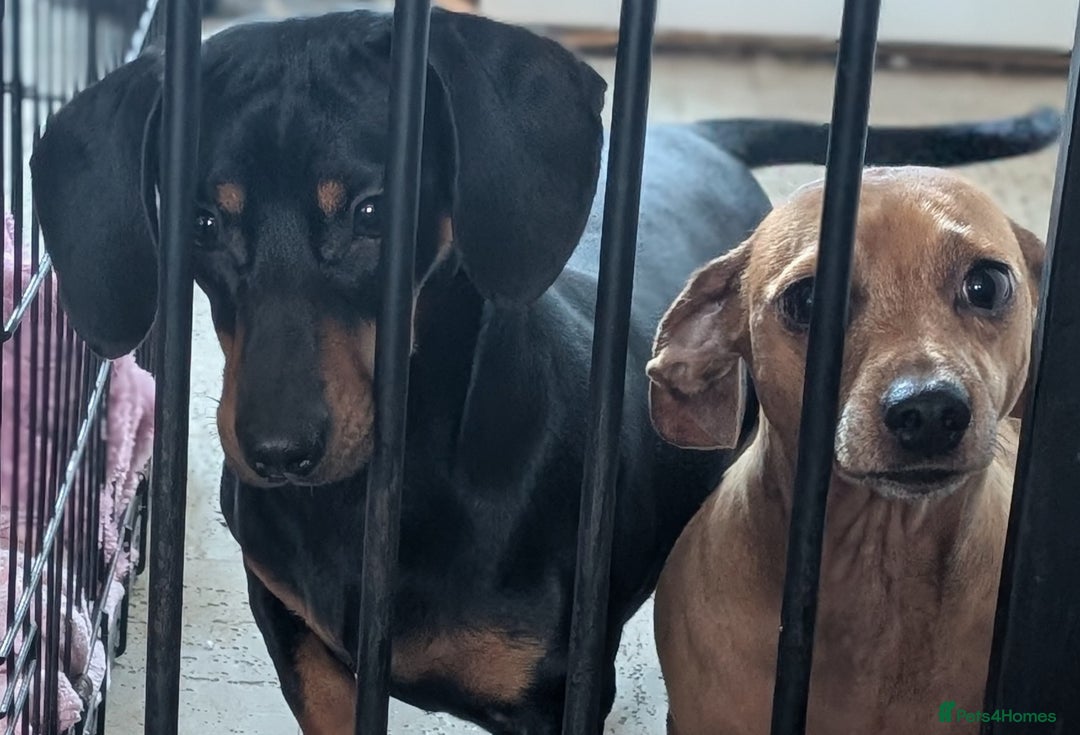 Dachshund dogs for sale: Standard Dachshund Puppies - Advert 3