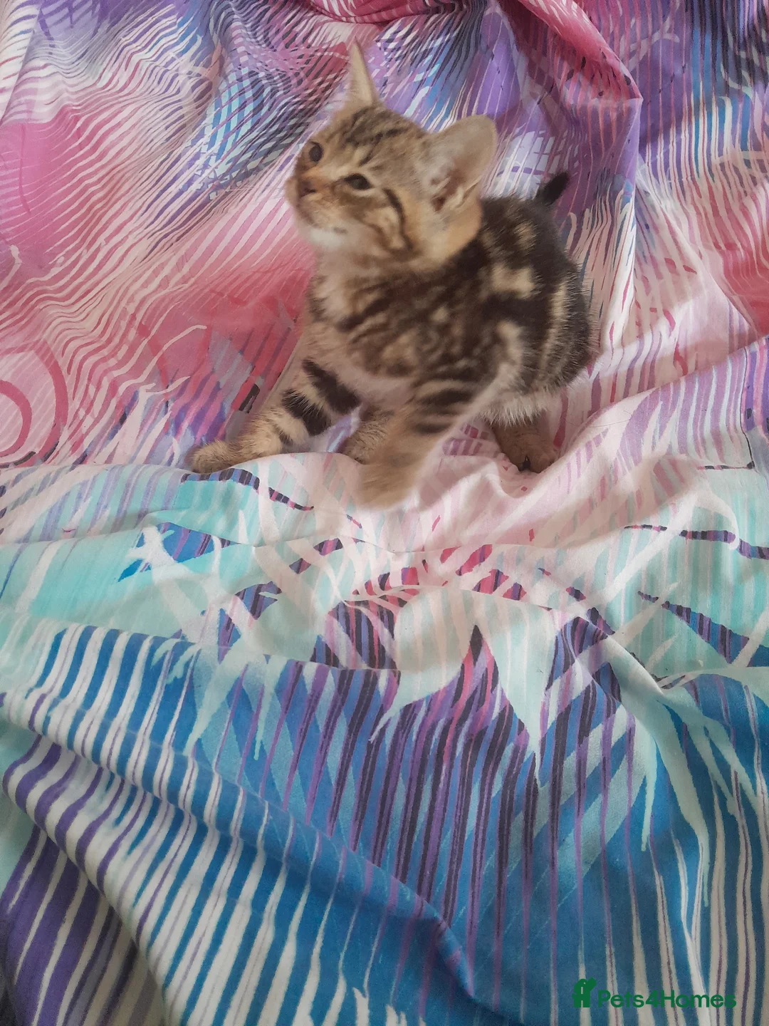 Mixed Breed cats for sale: Kittens - Advert 15