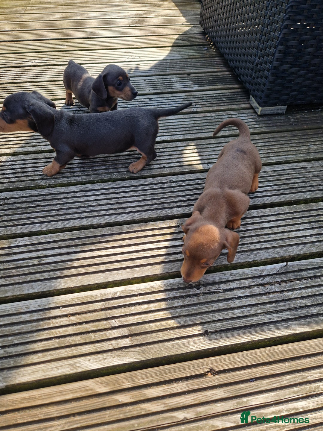 Miniature Dachshund dogs for sale: Adorable Miniture Dachshund  in Paignton - Image 12