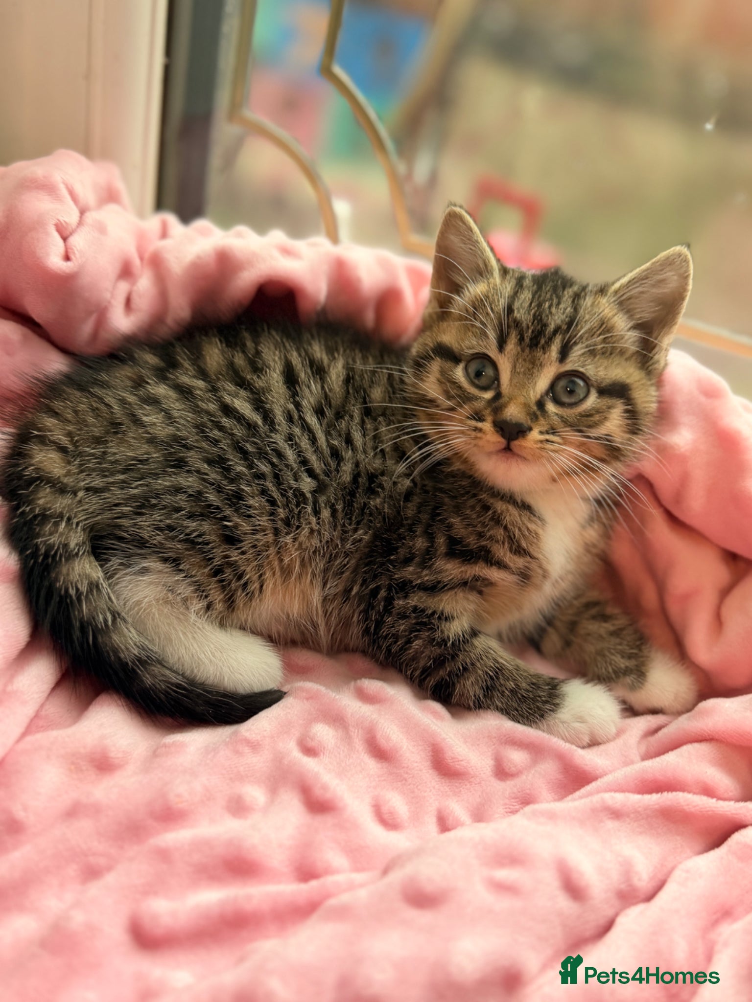 Mixed Breed cats Little kitten  - Advert 1