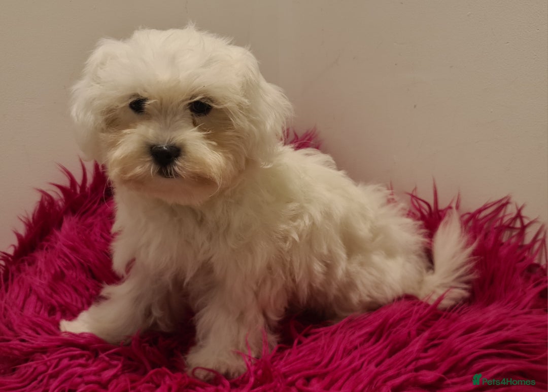 Maltipoo dogs for sale: Gorgeous pure white maltipoo girl  - Image 4
