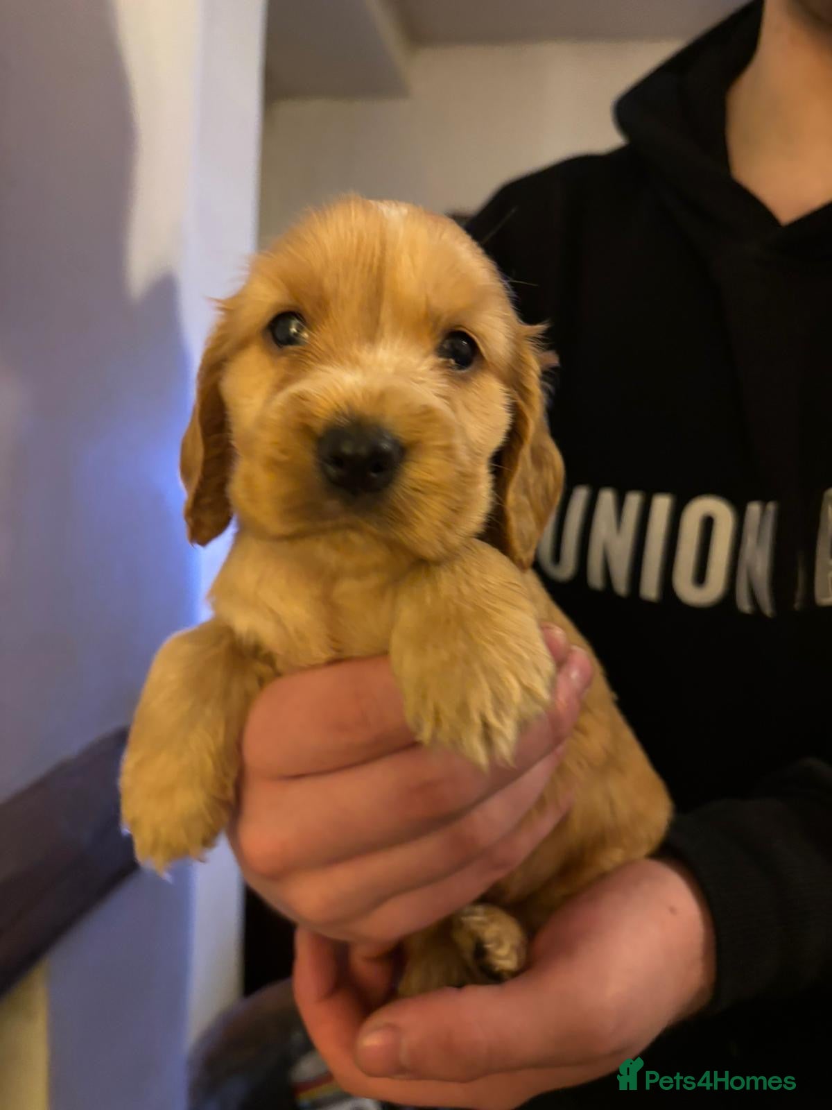 Cocker Spaniel dogs Stunning kc reg show cockers fully health tested  - Advert 5