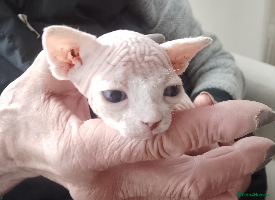 Sphynx cats for sale: Beautiful Sphinx boys available.  - Advert 2