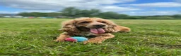 Mixed Breed dogs for sale: Miniature Rhodesian cross pups - Advert 11