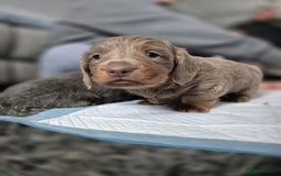 Dachshund dogs for sale: Dachshund - Image 15