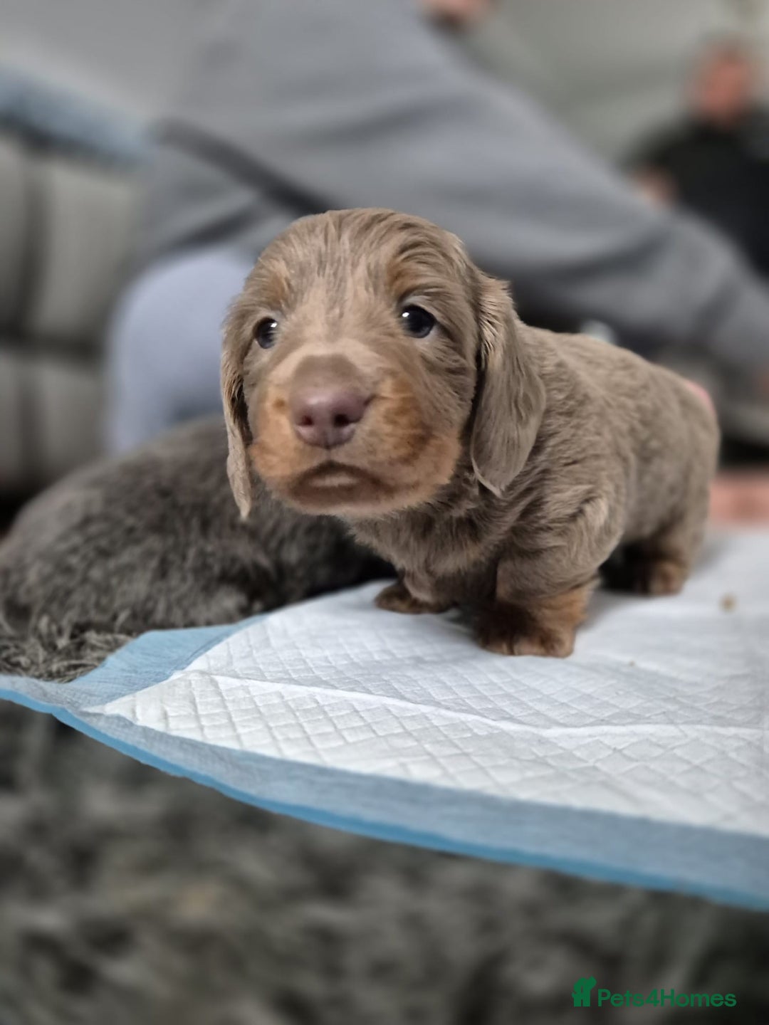 Dachshund dogs for sale: Dachshund - Image 15