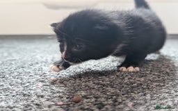 Mixed Breed cats for sale: Beautiful babies  - Image 8