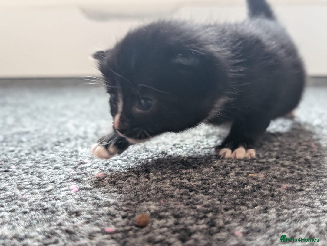 Mixed Breed cats for sale: Beautiful babies  - Image 8