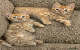 Mixed Breed cats for sale: GORGEOUS X SIBERIAN KITTENS  - Image 2