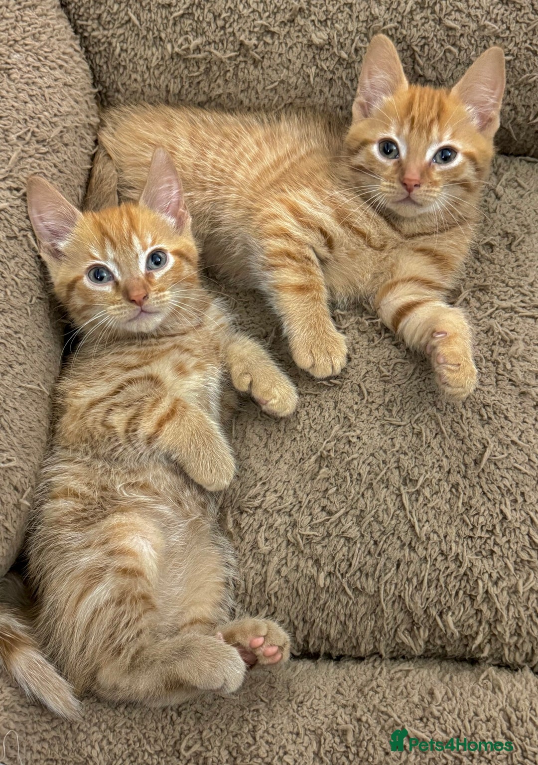 Mixed Breed cats for sale: GORGEOUS X SIBERIAN KITTENS  - Image 2