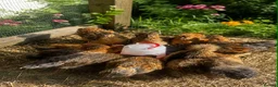 Mixed Breed livestock for sale: Chicks hens and roosters for sale  - Advert 7