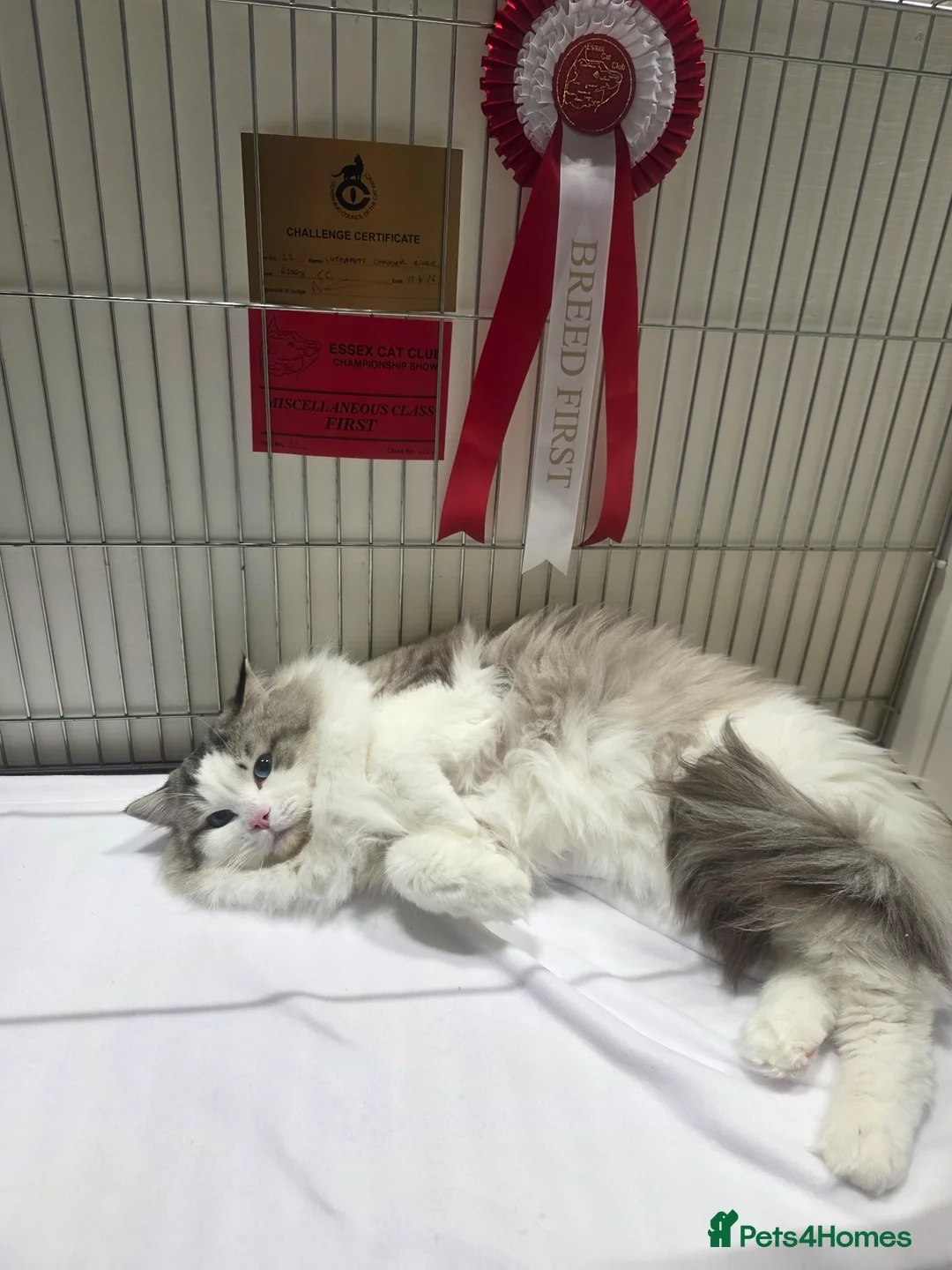 Ragdoll cats for stud: GCCF/TICA ACTIVE REGISTERED Championbloodline stud - Advert 2