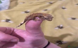 Gecko reptiles for sale: unsexed crested gecko ( NOT READY YET)  - Image 4