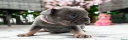 French Bulldog dogs for sale: French bulldog kc 5 gen - Advert 11